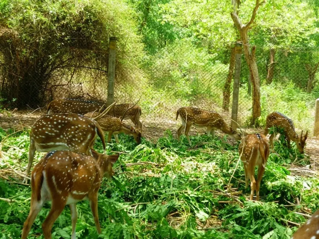 Amirthi zoological park
