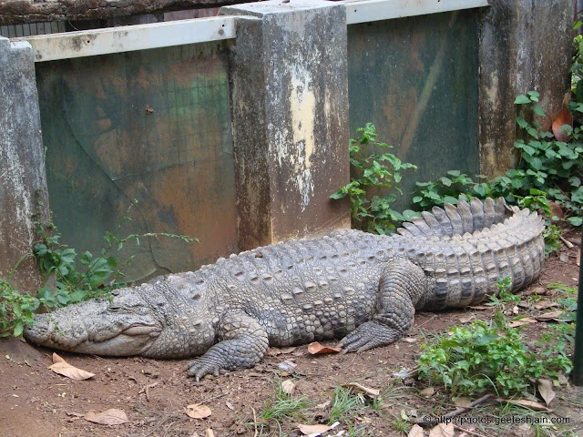 Crocodile Rehabilitation center