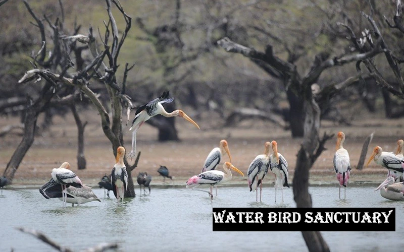 Water Bird Sanctuary