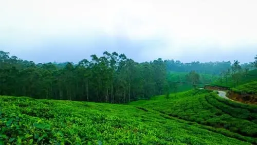 Ooty tour Packages