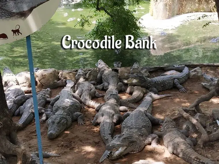 Crocodile Bank